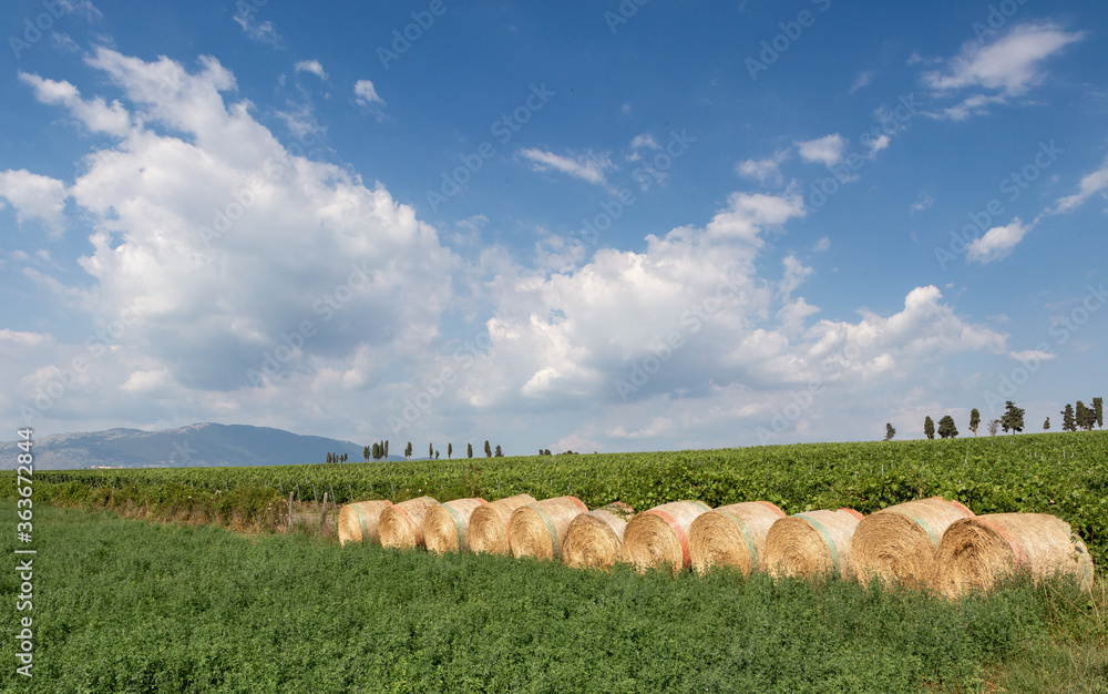 Campagna Romana Stock Photo Adobe Stock