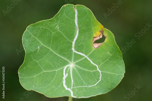 Liriomyza brassicae commonly known as the cabbage leafminer on nasturtium (Tropaeolum) leaf. It is a species of insect, a fly in the family Agromyzidae. It is pest of many crops. photo