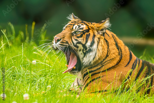 Fototapeta Naklejka Na Ścianę i Meble -  A Bengal tiger starting a roar from the long grass