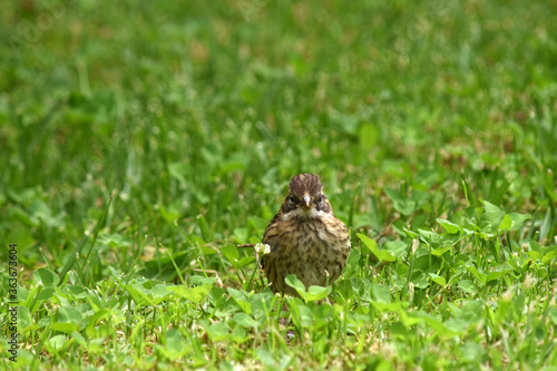 sparrow in ther garden 