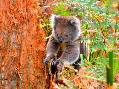 Photography koala in tree