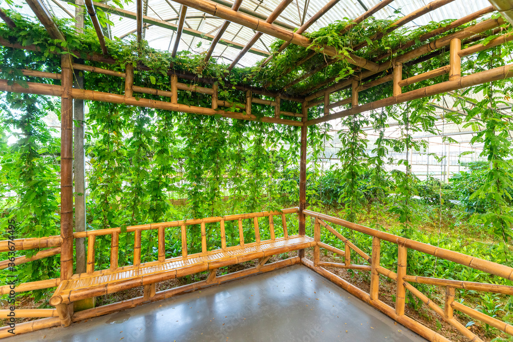 Lianas grown in modern greenhouses Lianas grown in modern greenhouses