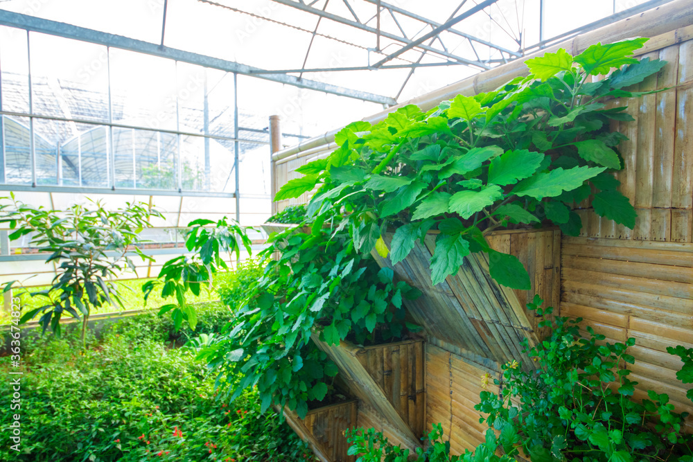 Agricultural plants grown in a modern greenhouse. Agricultural plants grown in a modern greenhouse.