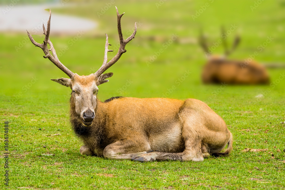 An Elk sits majestically on a grassy range in the summertime An Elk sits majestically on a grassy range in the summertime