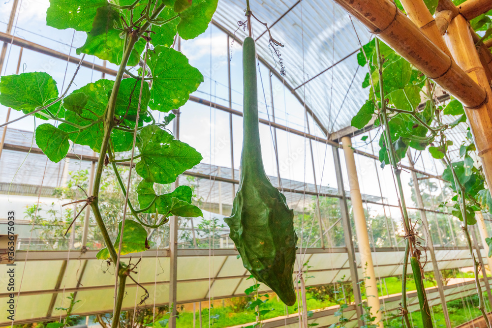 Modern greenhouse plants grow melons.