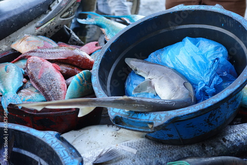 Baby Sharks for sale at the Traditional Fish Market