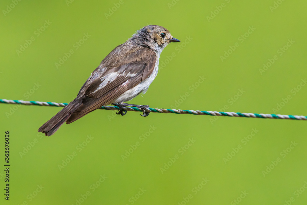 European Pied Flycatcher (Ficedula hypoleuca) European Pied Flycatcher (Ficedula hypoleuca)