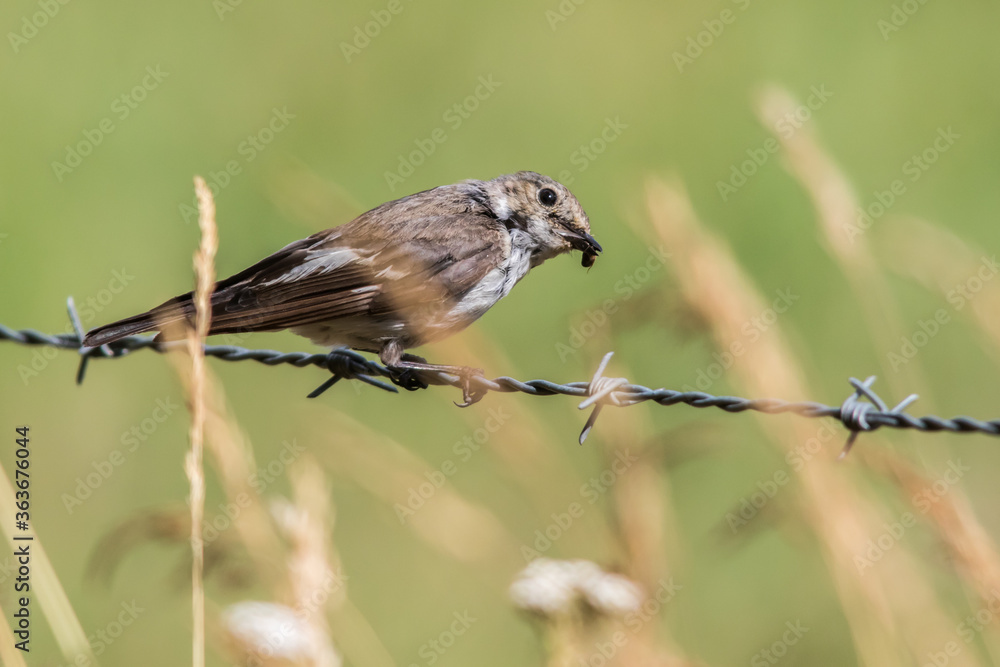 European Pied Flycatcher (Ficedula hypoleuca)
