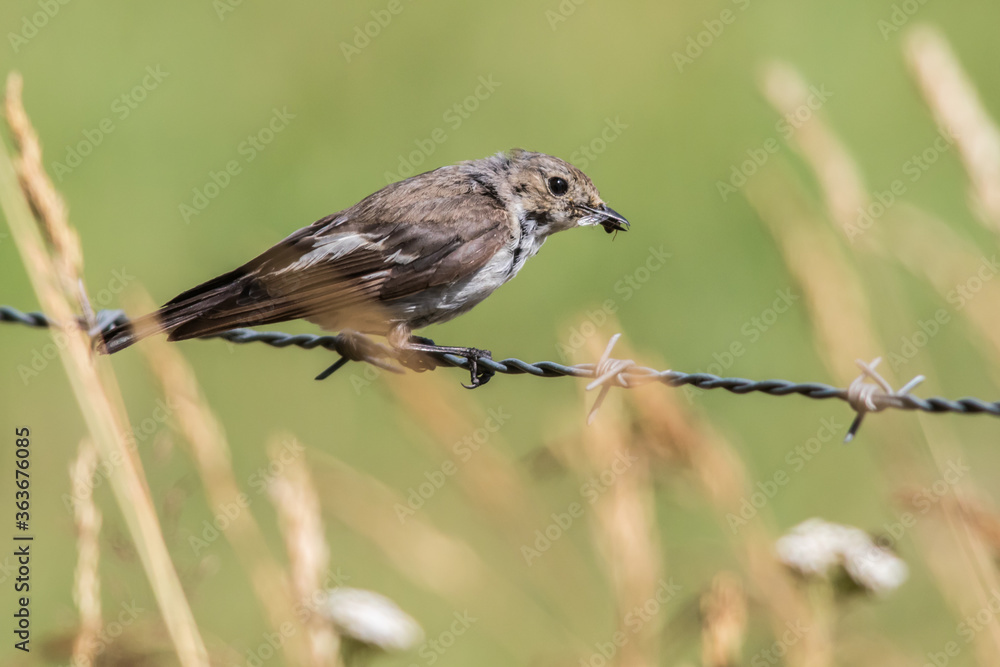 European Pied Flycatcher (Ficedula hypoleuca) European Pied Flycatcher (Ficedula hypoleuca)