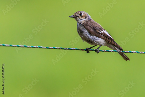 European Pied Flycatcher (Ficedula hypoleuca)