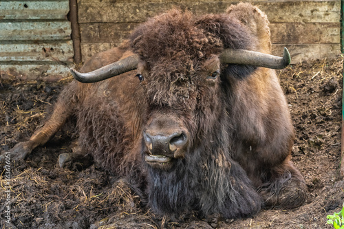 Portrait of a bison in Prioksko-Terrasny nature biosphere reserve , Danki, Russia. photo