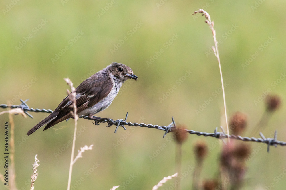 European Pied Flycatcher (Ficedula hypoleuca)