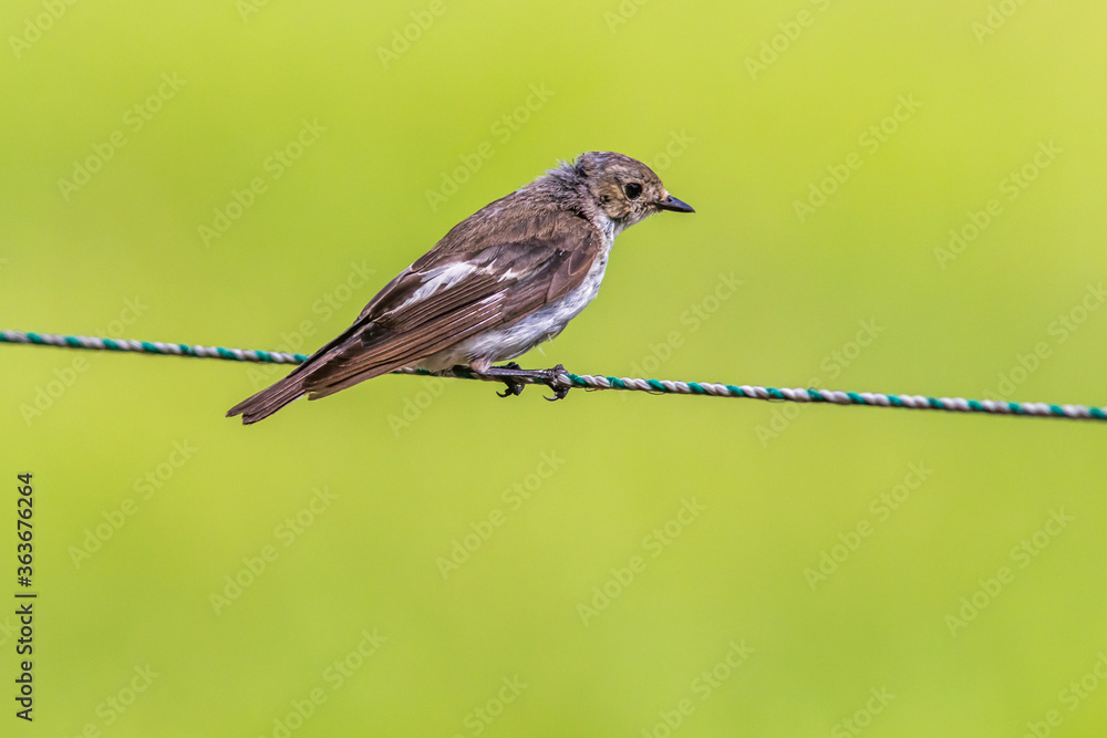 European Pied Flycatcher (Ficedula hypoleuca)