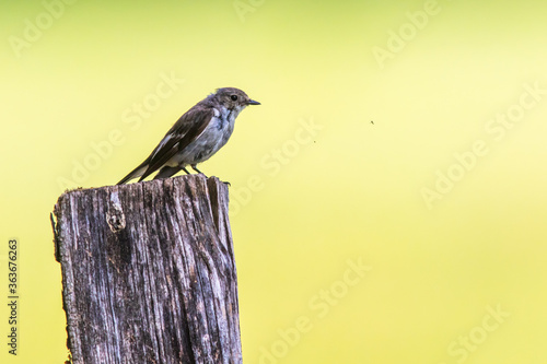Obraz na płótnie European Pied Flycatcher (Ficedula hypoleuca) w salonie