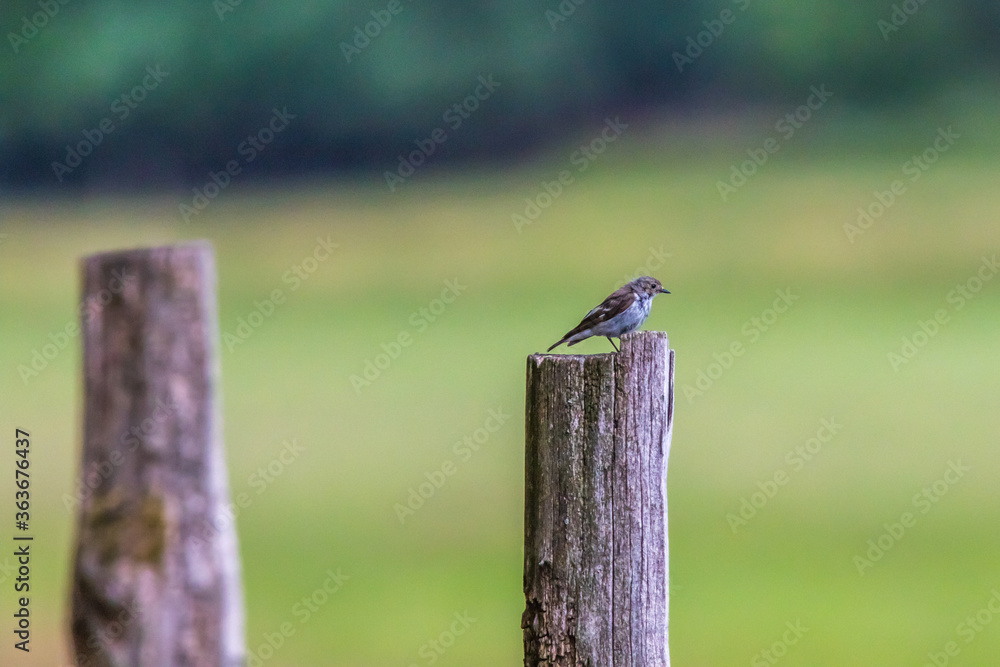 European Pied Flycatcher (Ficedula hypoleuca)