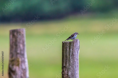 Obraz na płótnie European Pied Flycatcher (Ficedula hypoleuca) w salonie