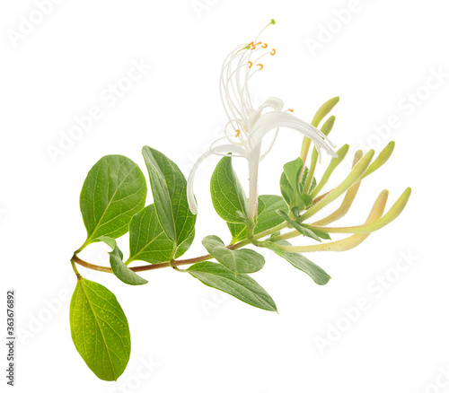 Branch of blossoming honeysuckle photo