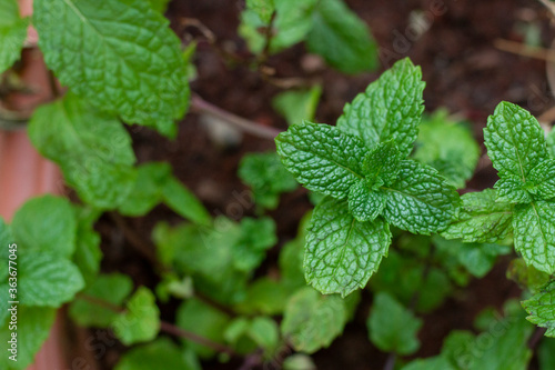 Wallpaper Mural Hortelã Torontodigital.ca