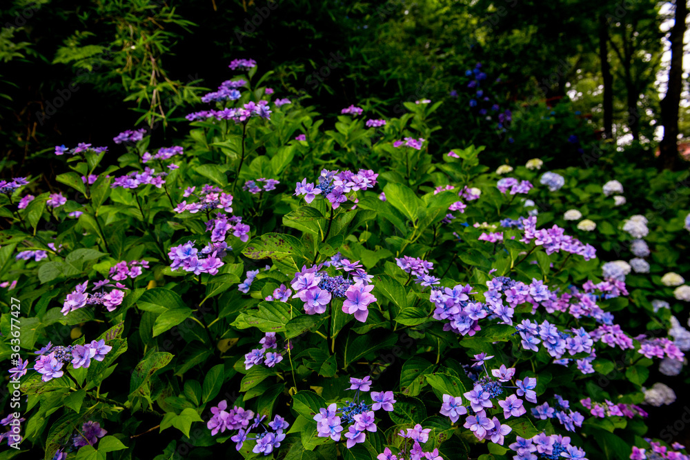 宝山のアジサイ