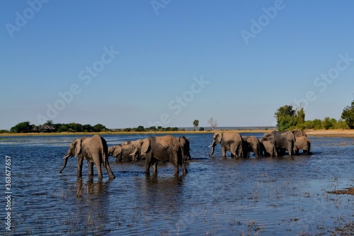Canvas Print elephants on the beach