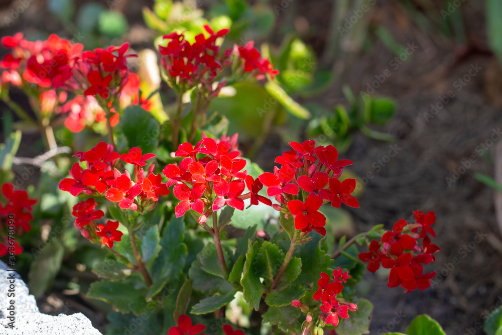 Flores do Papai