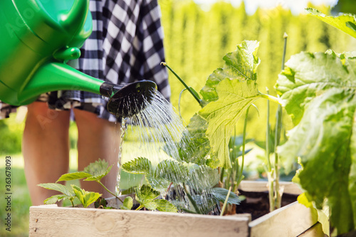 Woman waters the plants. Young female gardener waters the plants in wooden chest in garden photo