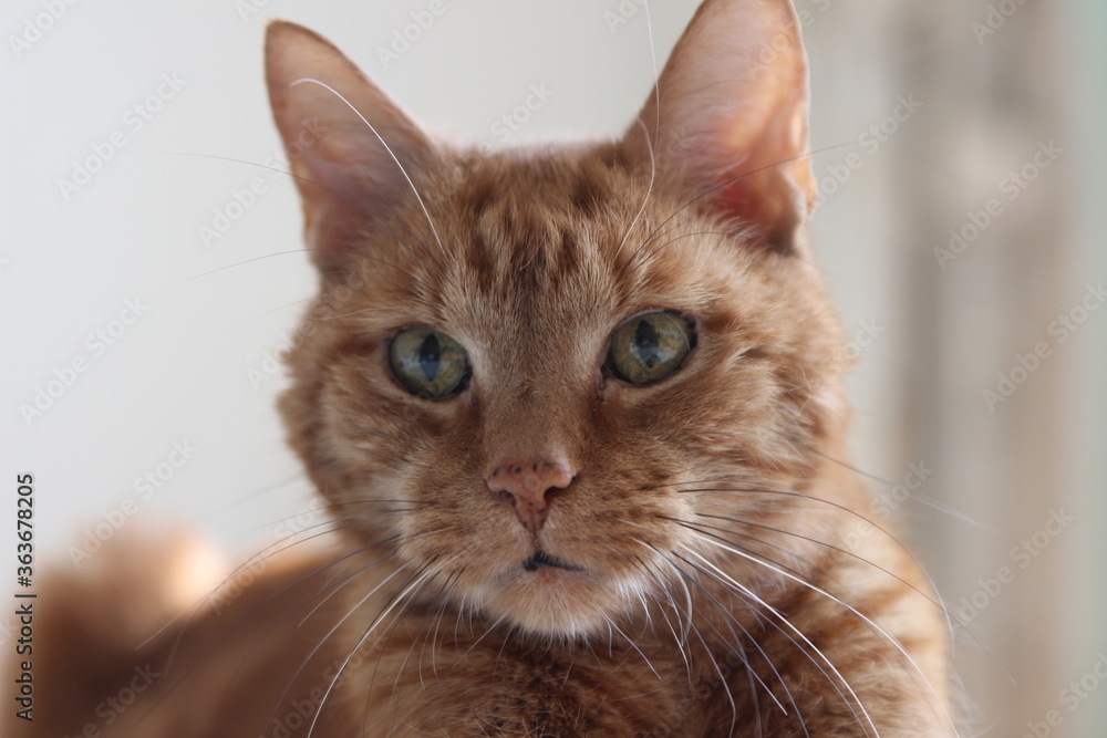 My Cat Spikey while playing relaxing and have fun My Cat Spikey while playing relaxing and have fun