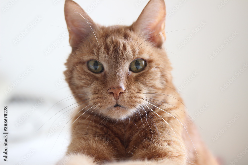 My Cat Spikey while playing relaxing and have fun My Cat Spikey while playing relaxing and have fun