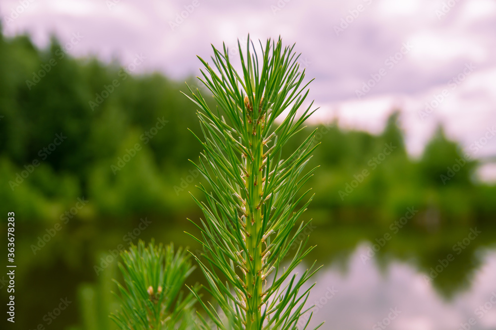 A branch of spruce sticking out above the water A branch of spruce sticking out above the water