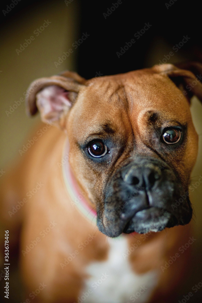 Boxer Dog Concerned Face