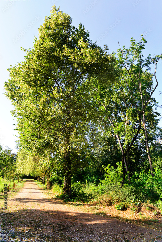 Trees and vegetation in a forest