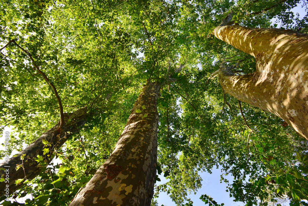 Fototapeta premium Trees and vegetation in a forest