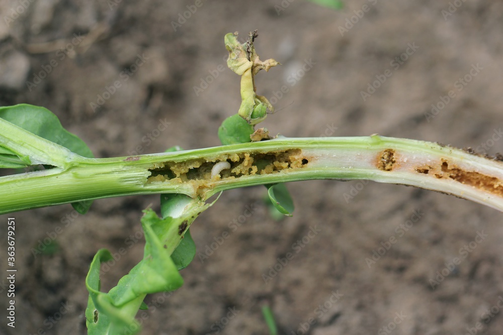 Obraz premium Larvae of Ceutorhynchus pallidactylus (formerly quadridens) Cabbage Stem Weevil is beetle from family Curculionidae. This is pest of oilseed rape (canola) plants.
