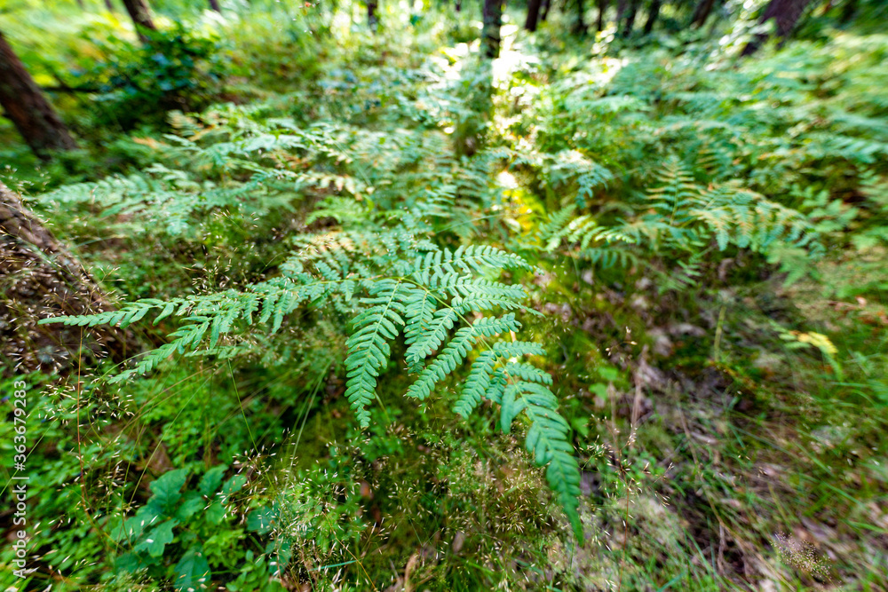 Obraz premium Fern in a coniferous forest. Plant undergrowth in the forest of Central Europe.