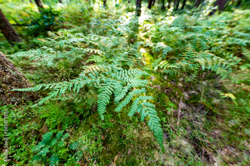 Fern in a coniferous forest. Plant undergrowth in the forest of Central Europe. © Piotr