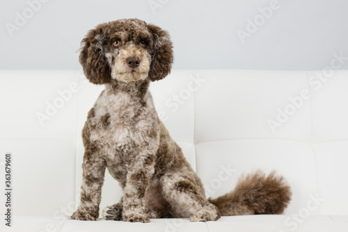 Canvas-taulu Freshly groomed brindle cockapoo