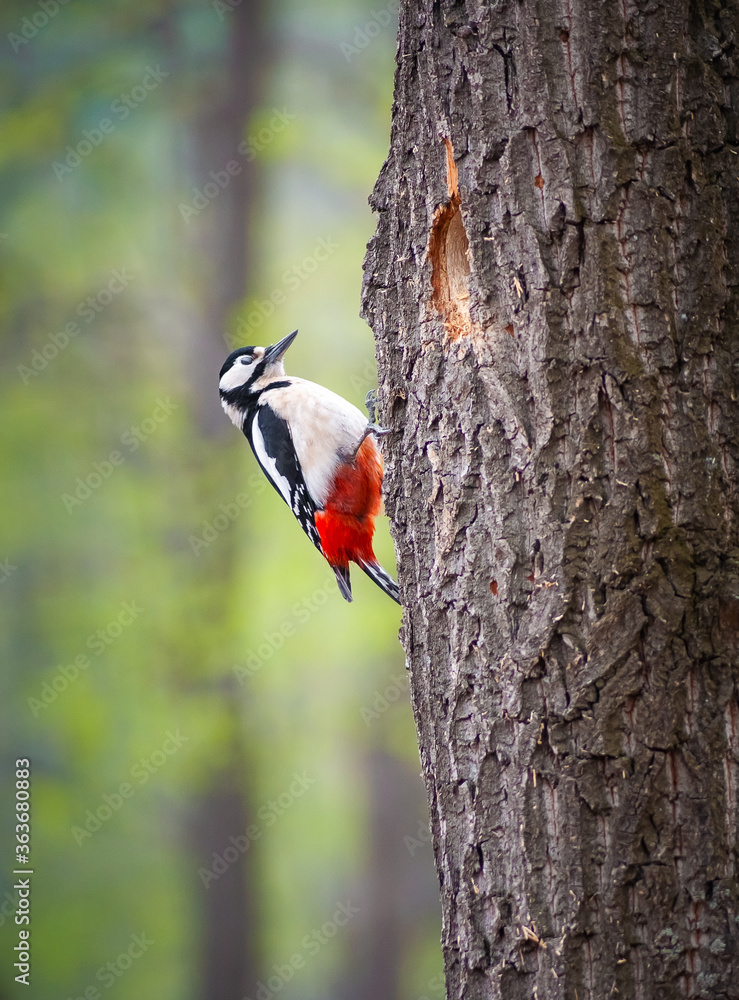 Great spotted Woodpecker perched on a tree. New nesting hole on the oak tree. Wildlife scene in spring forest
