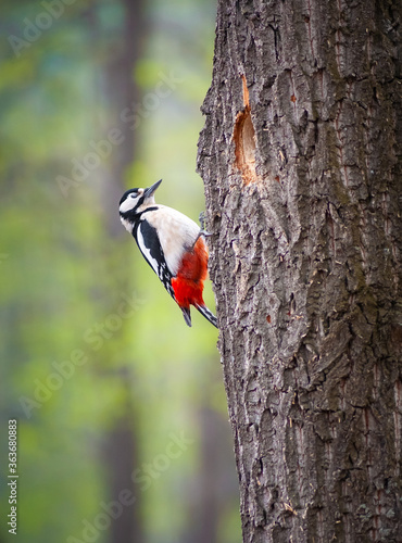 Great spotted Woodpecker perched on a tree. New nesting hole on the oak tree. Wildlife scene in spring forest