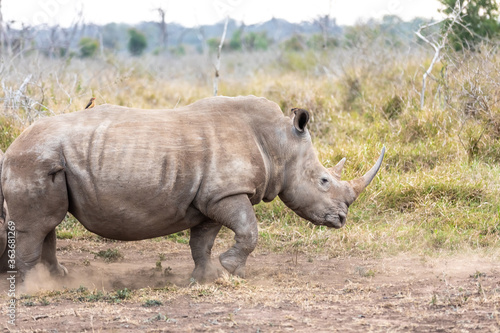 White rhinoceros or square-lipped rhinoceros is the largest extant species of rhinoceros.