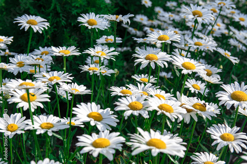 Daisies grow in the field Floral background