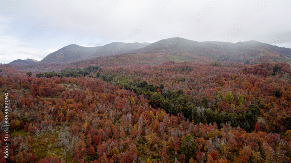 Fall colors. Nature textures. Aerial view of the valley, mountains and forest trees foliage in autumn. 