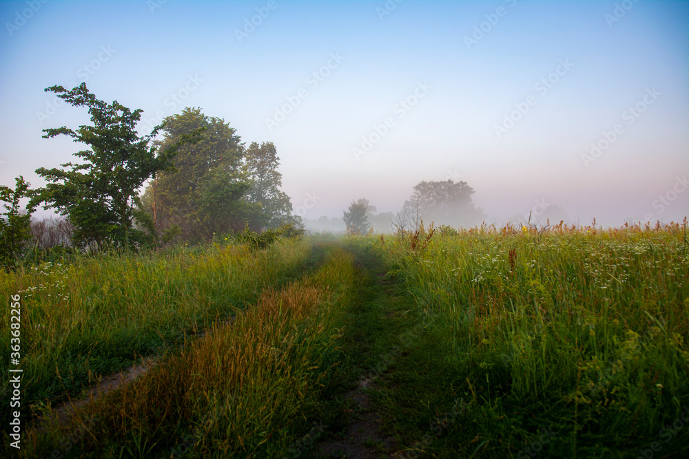 Obraz premium Meadow road, fog and lush vegetation at dawn.