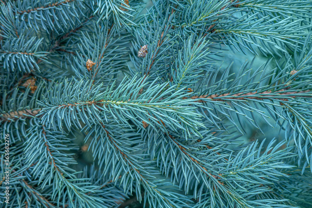 floral background of blue fir branches close up floral background of blue fir branches close up