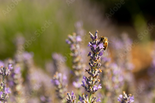 Collecting lavender flowers and pollen