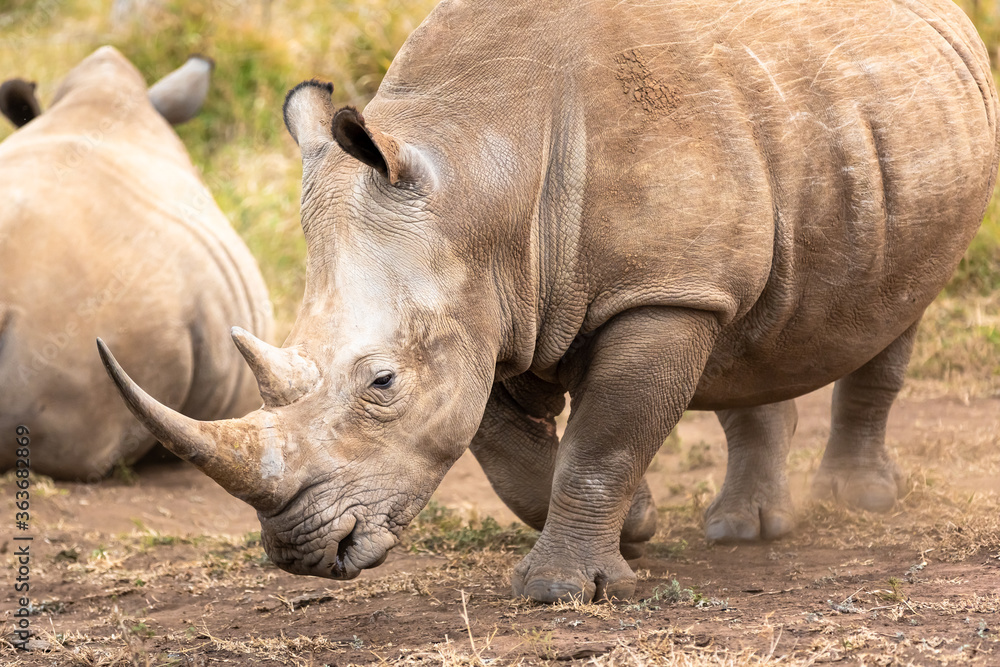 Obraz premium White rhinoceros or square-lipped rhinoceros is the largest extant species of rhinoceros.