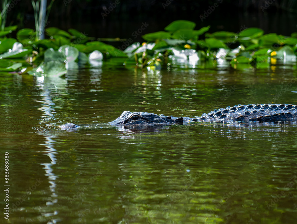 Alligator surfaces in water with lilypads Alligator surfaces in water with lilypads