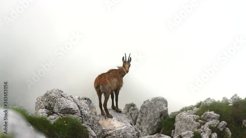 Calm chamois on the top of the ridge in cloudy weather