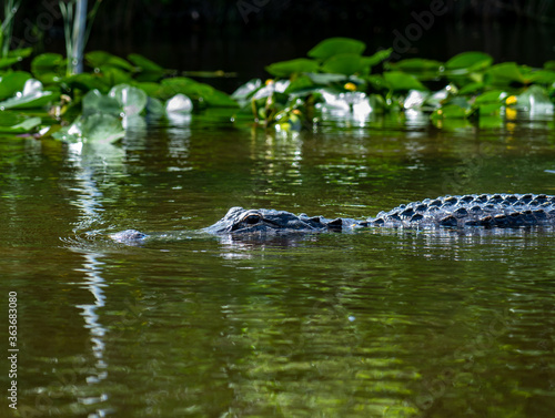 Alligator surfaces in water with lilypads