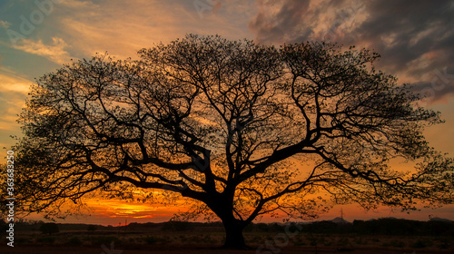 Beautiful tree silhoutte in sunset in Choluteca