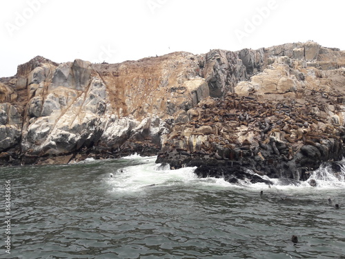 Island covered by sea lions near Lima Peru 2019